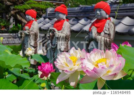ハスの花(孫文蓮)とお地蔵さん・岐阜県中津川市阿木 ハスの花(孫文蓮)とお地蔵さん・岐阜県中津川市阿木 116548495