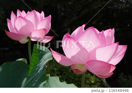 ハスの花（大賀蓮） 116548498