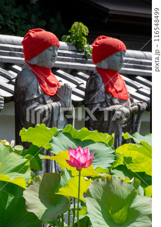 ハスの花（艶陽天）とお地蔵さん・岐阜県中津川市阿木 116548499
