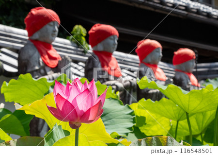 ハスの花(艶陽天)とお地蔵さん・岐阜県中津川市阿木 ハスの花(艶陽天)とお地蔵さん・岐阜県中津川市阿木 116548501