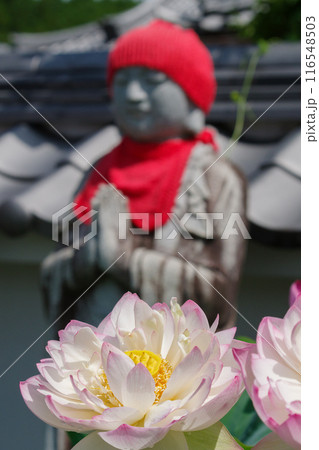 ハスの花とお地蔵さん（岐阜県中津川市阿木） 116548503