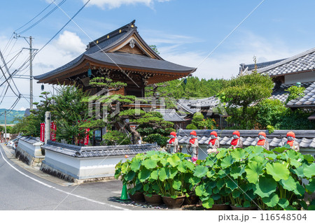 ハスの花が咲く萬嶽寺（岐阜県中津川市阿木） 116548504