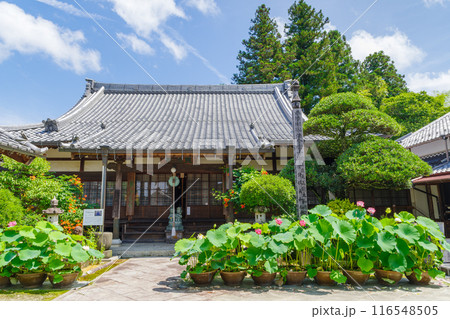ハスの花が咲く萬嶽寺（岐阜県中津川市阿木） 116548505