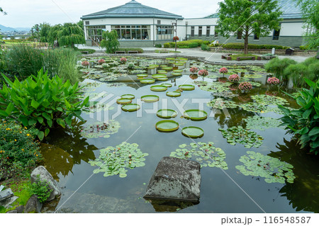 滋賀県草津市 水生植物公園みずの森のウォーターガーデン花影の池とロータス館 滋賀県草津市 水生植物公園みずの森のウォーターガーデン花影の池とロータス館 116548587