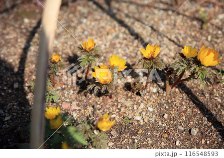 福寿草の花 福寿草の花 116548593