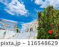 観光商業施設のハイビスカス 116548629
