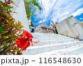 観光商業施設のハイビスカス 116548630