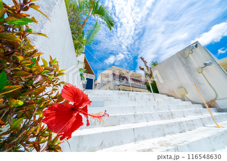観光商業施設のハイビスカス 116548630