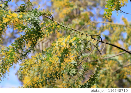 ギンヨウアカシアの花 116548710