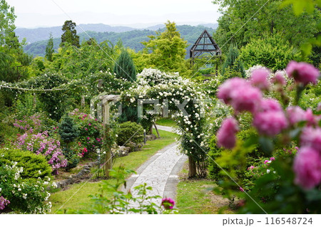 咲き誇るあいやまガーデンの薔薇2 116548724