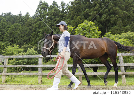 馬のお世話をする女性 馬のお世話をする女性 116548986