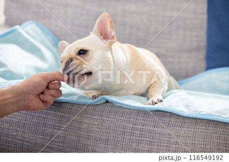 おやつをもらうフレンチブルドック 116549192