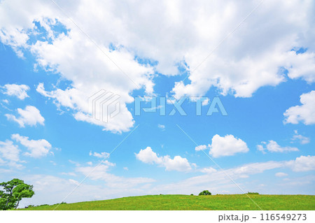 夏の青空と草原 夏の青空と草原 116549273