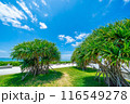 タコノキ 116549278