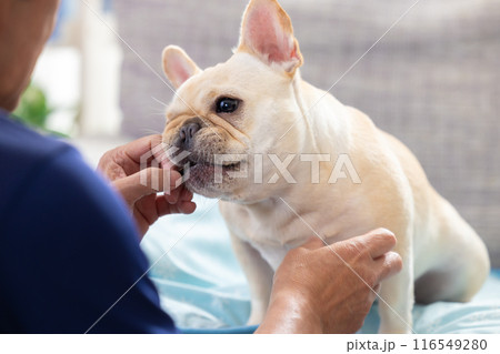 おやつをもらうフレンチブルドック おやつをもらうフレンチブルドック 116549280
