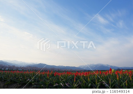 富山県朝日町、春の四重奏1 116549314