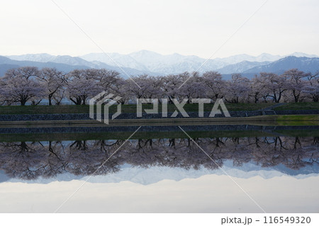 富山県朝日町、春の四重奏6 116549320