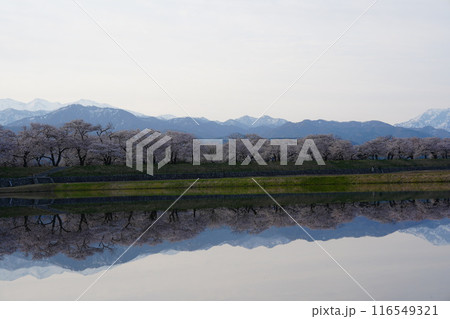 富山県朝日町、春の四重奏7 116549321