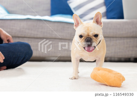飼い主さんと遊ぶフレンチブルドック 116549330