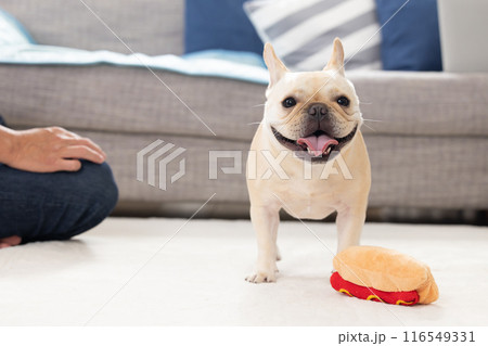 飼い主さんと遊ぶフレンチブルドック 116549331