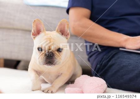 パソコンを見ている飼い主さんのそばでくつろぐフレンチブルドッグ 116549374