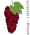 Bunch of red grapes with raindrops illustration 116549376