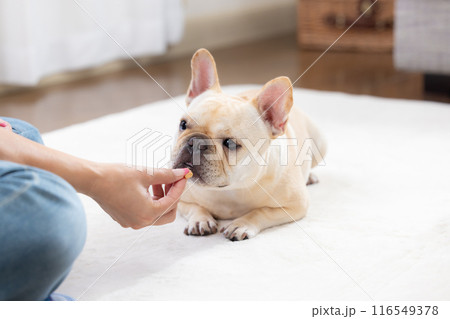おやつをもらうフレンチブルドック 116549378