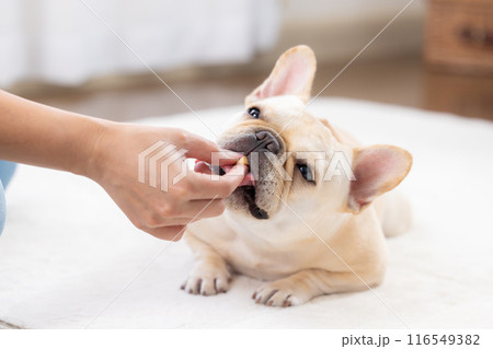 おやつをもらうフレンチブルドック 116549382