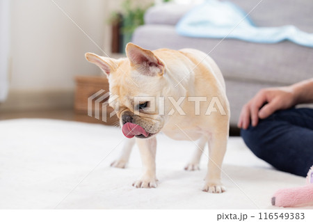 おやつをもらうフレンチブルドック おやつをもらうフレンチブルドック 116549383