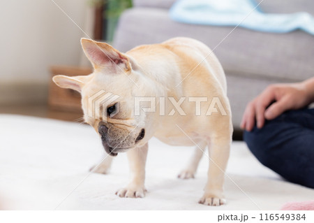 おやつをもらうフレンチブルドック 116549384