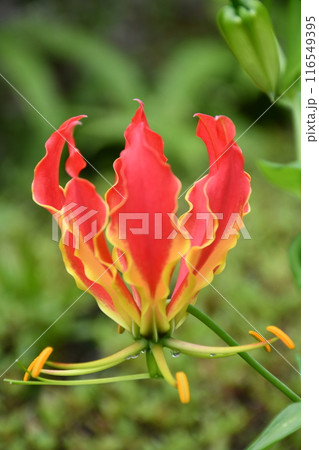 開花したグロリオサ　炎のような赤い花 116549395