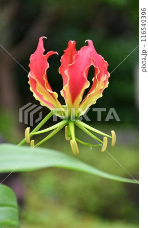 開花したグロリオサ　炎のような赤い花 116549396
