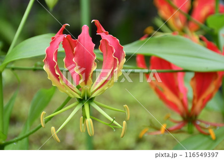 開花したグロリオサ 炎のような赤い花 開花したグロリオサ 炎のような赤い花 116549397