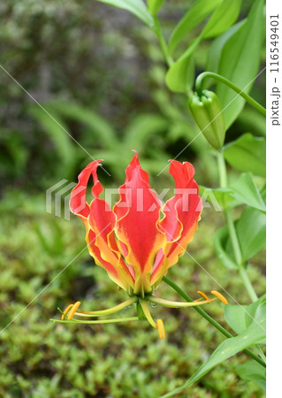 開花したグロリオサ　炎のような赤い花 116549401