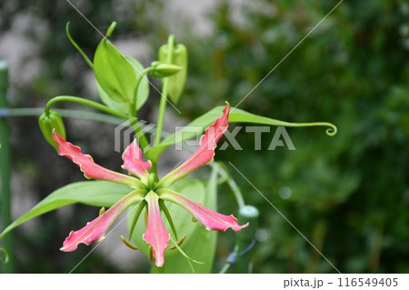開花したグロリオサ　炎のような赤い花 116549405