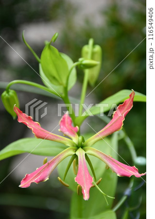 開花したグロリオサ　炎のような赤い花 116549406