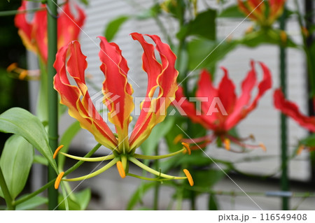 開花したグロリオサ　炎のような赤い花 116549408
