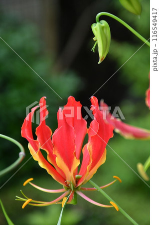 開花したグロリオサ　炎のような赤い花 116549417