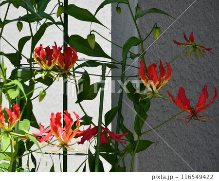 開花したグロリオサ 炎のような赤い花 開花したグロリオサ 炎のような赤い花 116549422