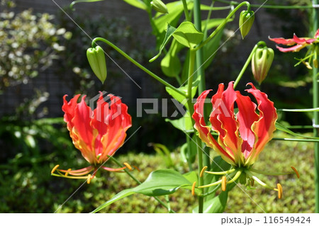 開花したグロリオサ　炎のような赤い花 116549424
