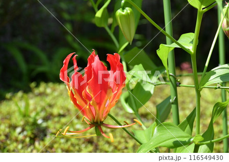 開花したグロリオサ 炎のような赤い花 開花したグロリオサ 炎のような赤い花 116549430