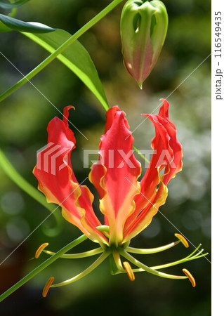 開花したグロリオサ　炎のような赤い花 116549435