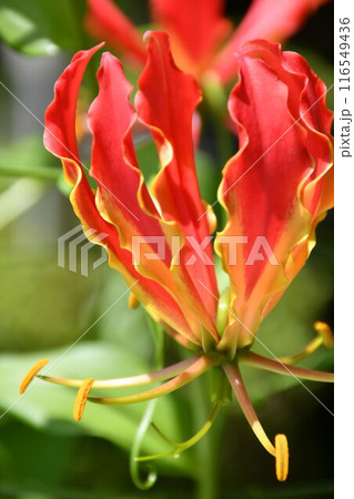 開花したグロリオサ 炎のような赤い花 開花したグロリオサ 炎のような赤い花 116549436