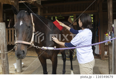 馬のお世話をする女性 116549679