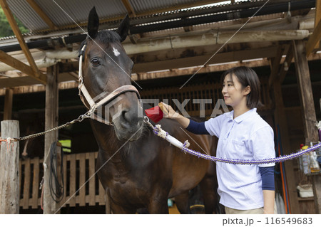 馬のお世話をする女性 馬のお世話をする女性 116549683