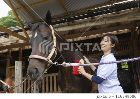 馬のお世話をする女性 116549686