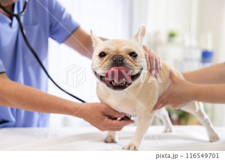 医療　診察を受けるフレンチブルドッグ 116549701