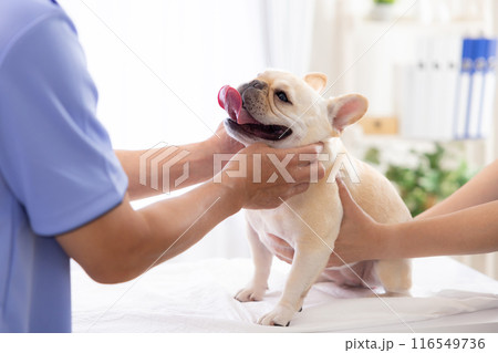 医療　診察を受けるフレンチブルドッグ 116549736