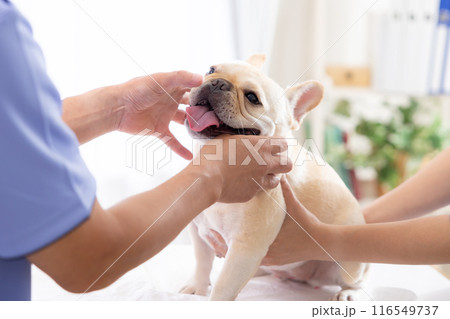 医療　診察を受けるフレンチブルドッグ 116549737