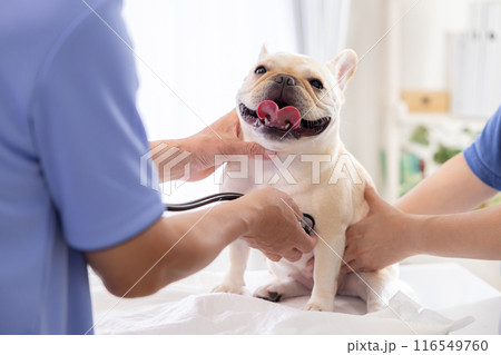 医療　診察を受けるフレンチブルドッグ 116549760